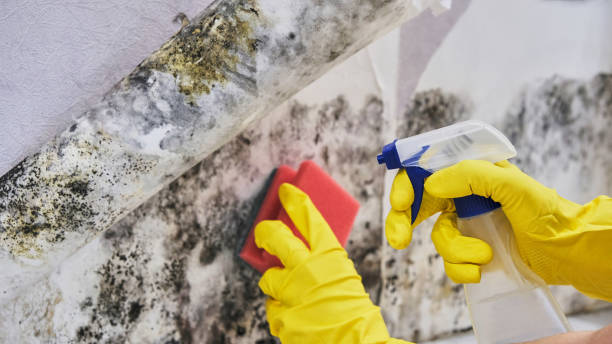 Best Residential Mold Remediation in Redland, AL